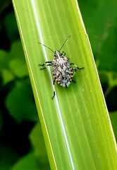 Apateticus lineolatus