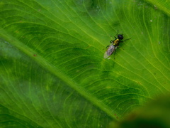 Prosopochrysa vitripennis