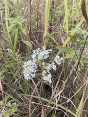Symphyotrichum ericoides