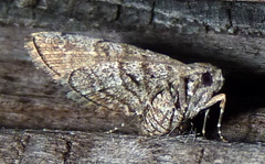 Orthonama obstipata