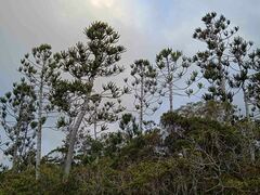 Araucaria rulei
