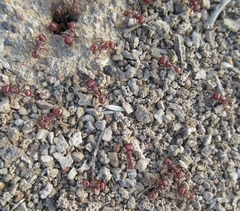 Pogonomyrmex barbatus