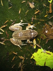 Leptodactylus