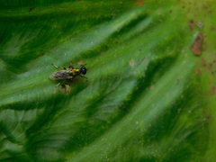 Prosopochrysa vitripennis