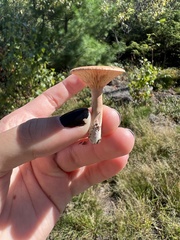 Lactarius chrysorrheus