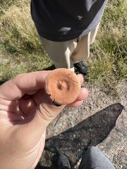 Lactarius chrysorrheus