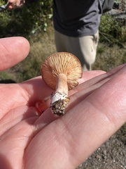 Lactarius chrysorrheus