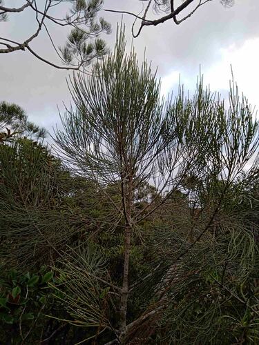 Gymnostoma glaucescens observed 2022-08-30