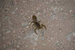 Paravaejovis spinigerus