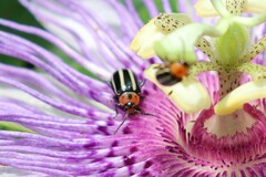 Disonycha glabrata