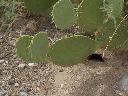 large Arizona pricklypear (Opuntia canada)