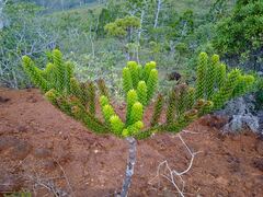 Araucaria rulei