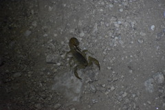 Paravaejovis spinigerus