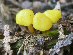 Hygrocybe ceracea