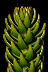 Araucaria rulei