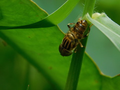 Eristalinus megacephalus