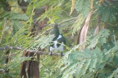 Chloroceryle amazona