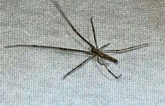 Tetragnatha elongata