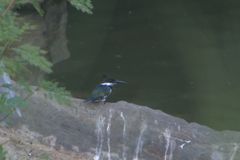 Chloroceryle amazona