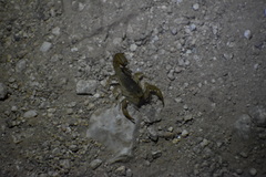 Paravaejovis spinigerus