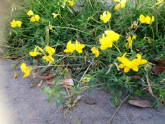 Lotus corniculatus