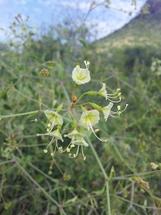 Commicarpus scandens