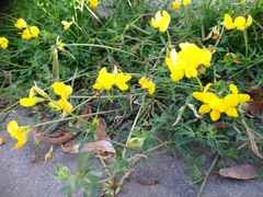 Lotus corniculatus