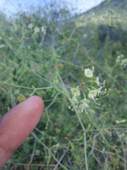 Commicarpus scandens