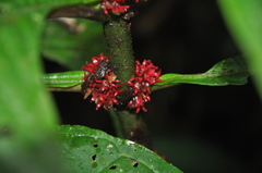 Hoffmannia congesta
