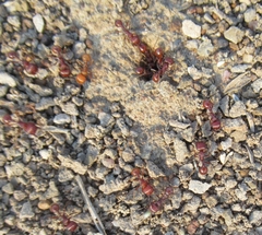 Pogonomyrmex barbatus