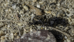 Sphenophorus australis