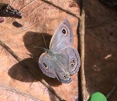 Ypthima baldus newboldi