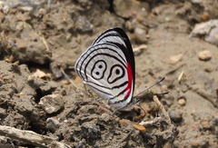 Diaethria