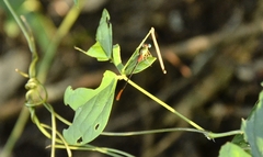 Ceriagrion cerinorubellum