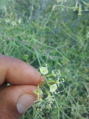 Commicarpus scandens