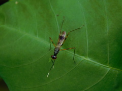 Rainieria