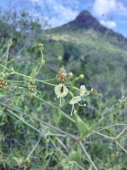 Commicarpus scandens