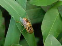 Eristalinus megacephalus