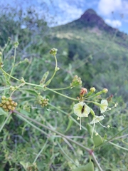 Commicarpus scandens