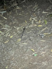 Carphodactylus laevis