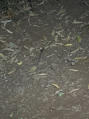 Carphodactylus laevis