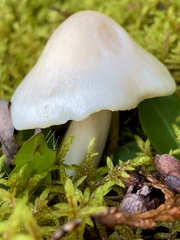 Cuphophyllus virgineus