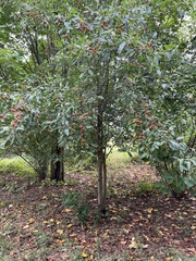Malus