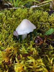 Cuphophyllus virgineus