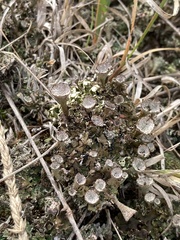 Cladonia chlorophaea