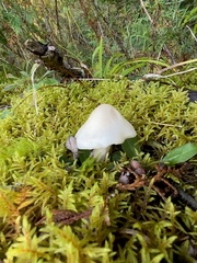 Cuphophyllus virgineus