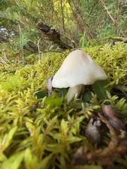 Cuphophyllus virgineus