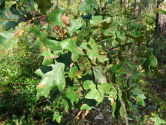 Quercus margaretiae