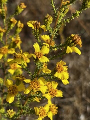 Holocarpha virgata virgata
