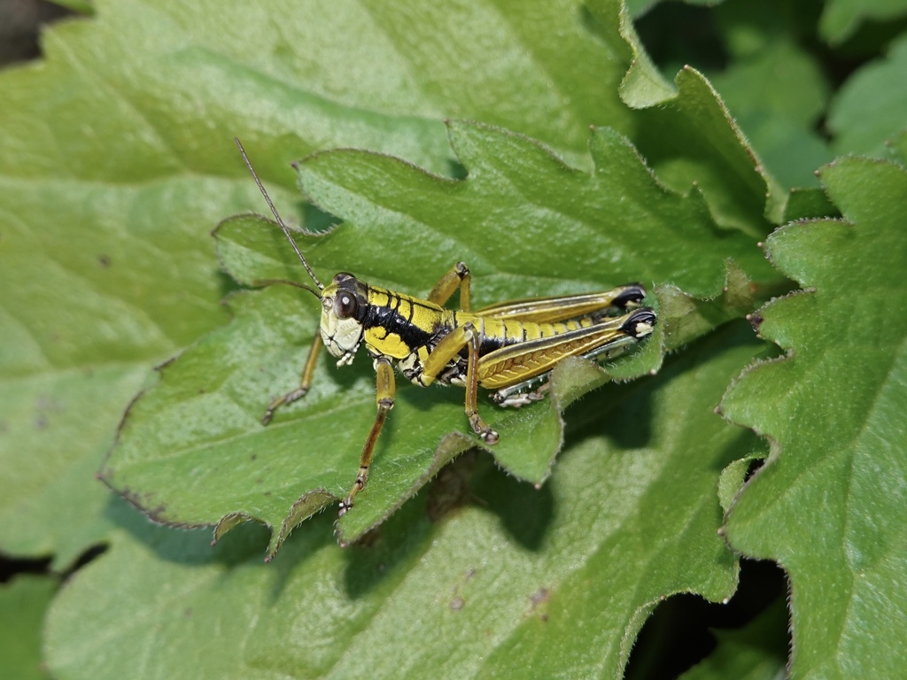 Podisma sapporensis